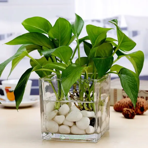 Chậu thủy tinh vuông trồng cây trầu bà thủy sinh