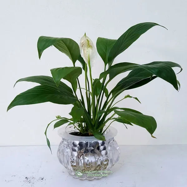 Bình thủy tinh nuôi cây thủy sinh Lan Ý