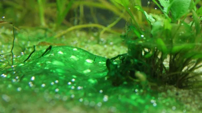 Rêu nhớt xanh (Cyanobacteria) phủ lên nền và cây thủy sinh