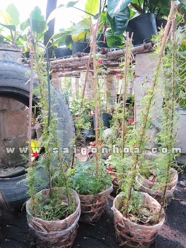 Các giỏ Dây Tóc Tiên