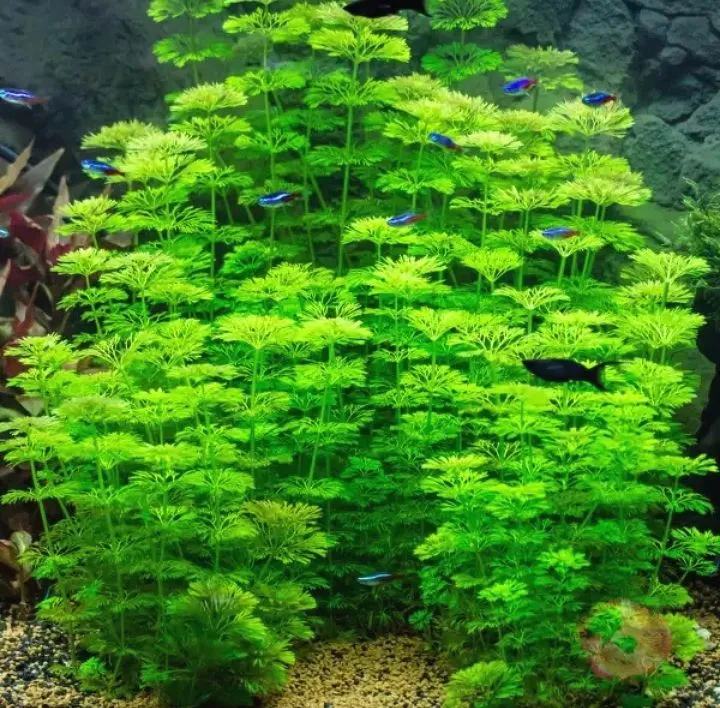 Nếu trồng xuống đất nền, tiểu bảo tháp sẽ mọc tán rộng và to hơn