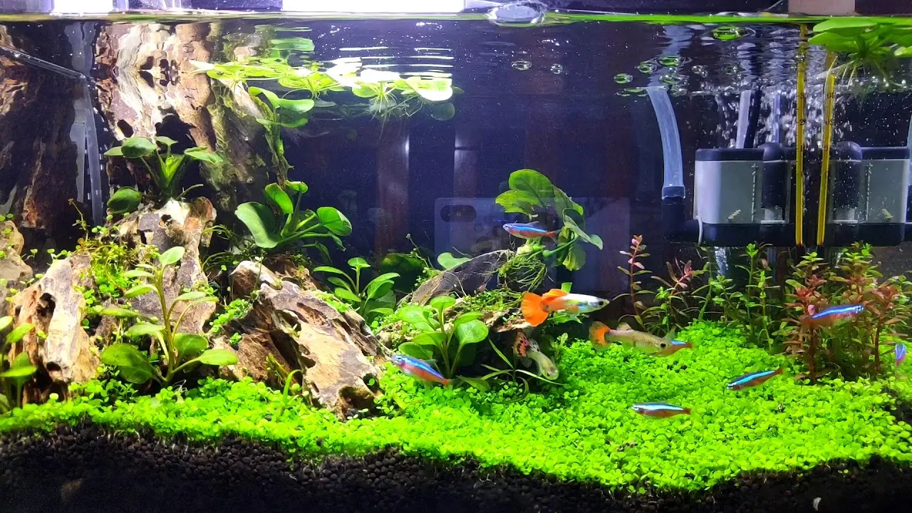 Trồng cây thủy sinh không cần đất nền trong bể cá