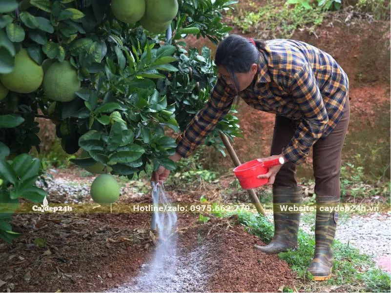 Đào rãnh bón phân cho cây Bưởi trong thời kỳ nuôi quả