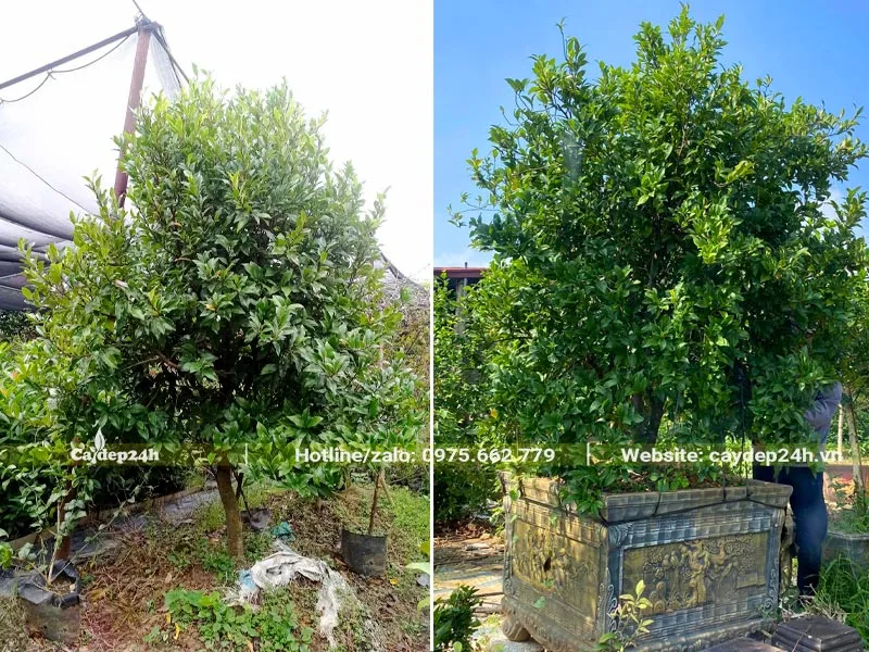 Chăm sóc, cắt tỉa cành lá cho cây hoa Hàm Tiếu cao 2m