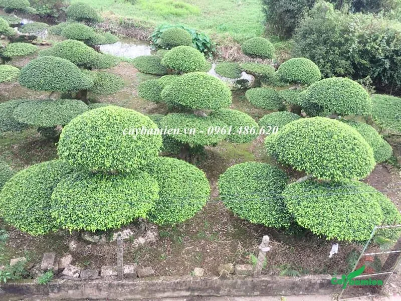 Vườn cây Sanh Nam Điền trồng lâu năm, tạo tán đẹp