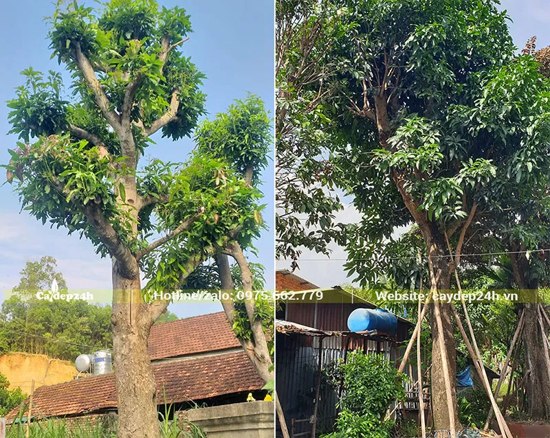 Cây Xoài cổ thụ gốc lớn, đã đốn cành để tiện chăm sóc