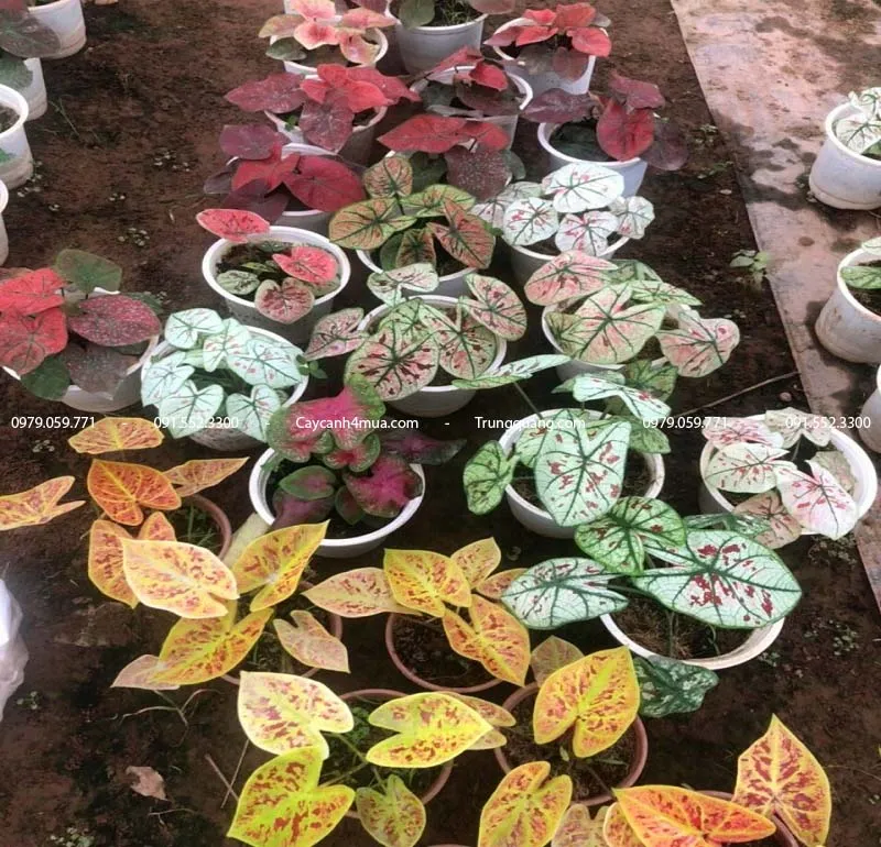 Ý nghĩa của cây môn đỏ