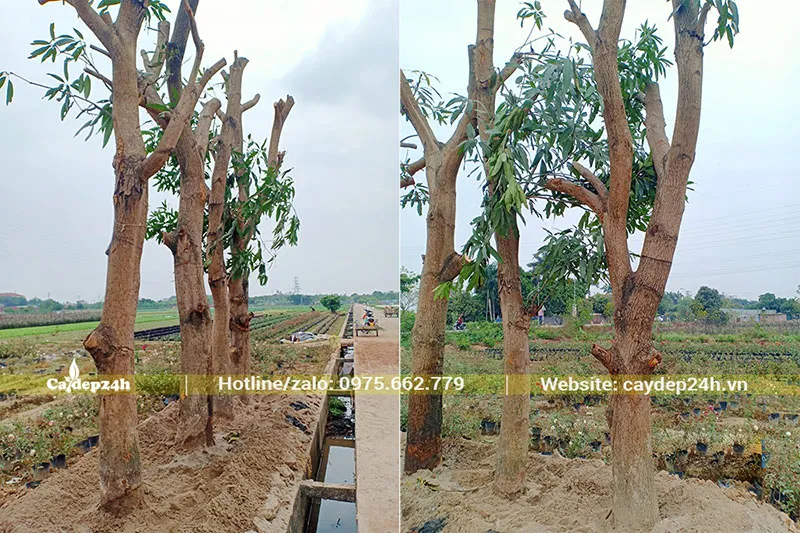 Kỹ thuật dâm ủ Xoài công trình đường kính gốc 25cm