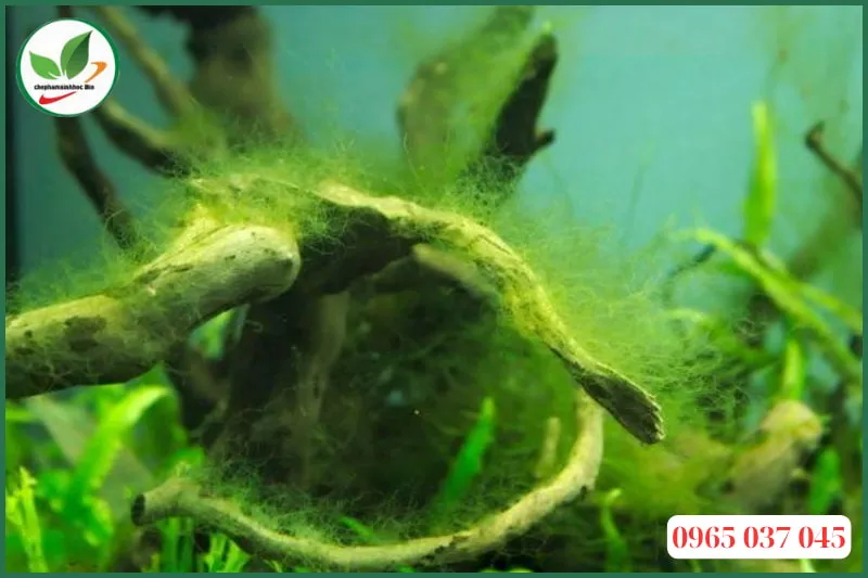 Cách diệt rêu tóc hiệu quả