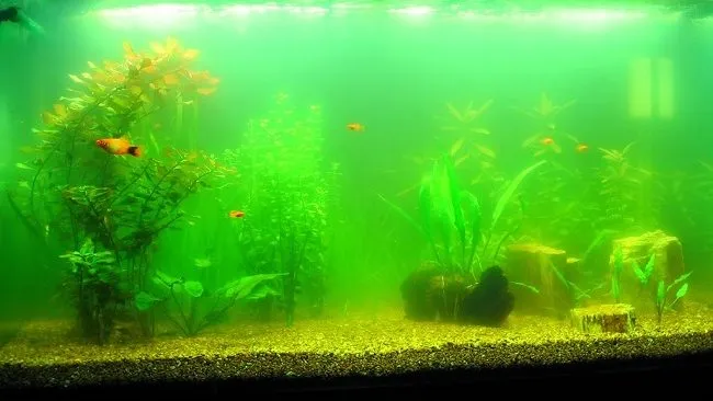 Nước hồ thủy sinh bị chuyển sang màu xanh do tảo nước xanh (Green Water)