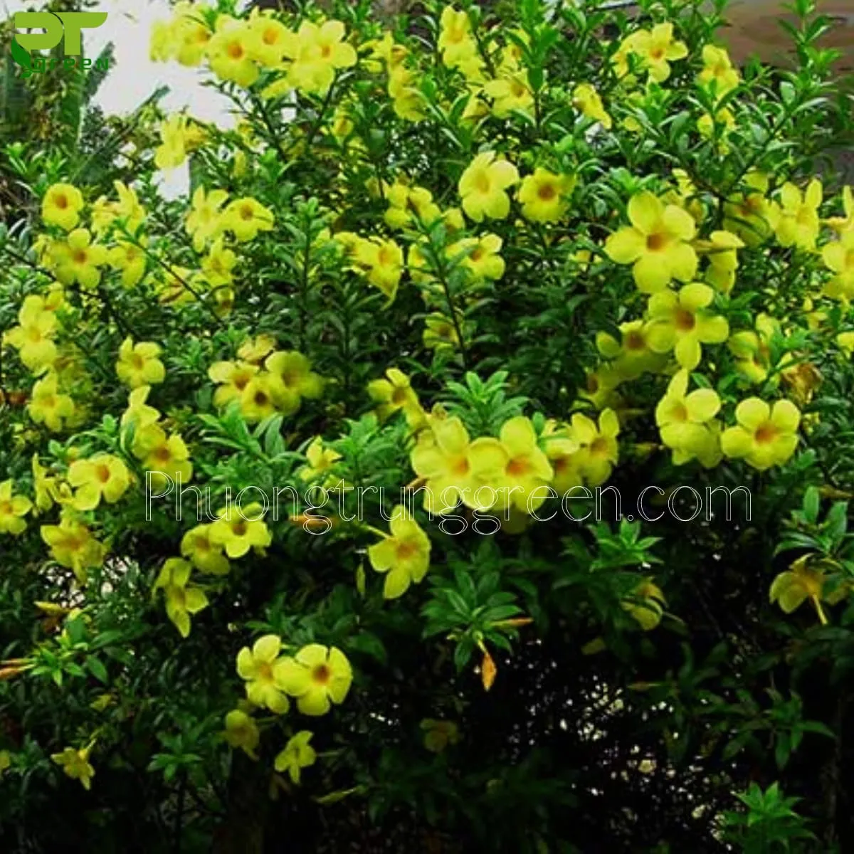 Cách làm cho cây huynh đệ ra hoa