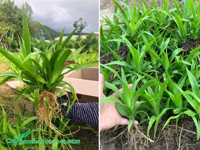 Cây giống phát tài núi ươm từ hạt