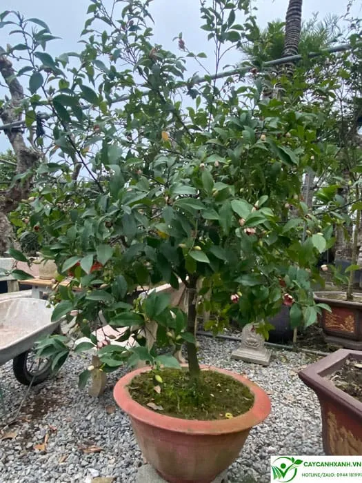 Cách trồng cây lan tiêu