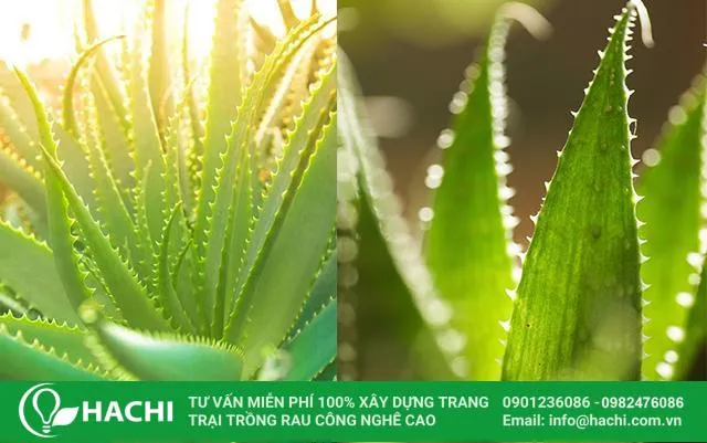 Đưa nha đam thủy canh ra tắm nắng định kỳ 1 lần/tuần