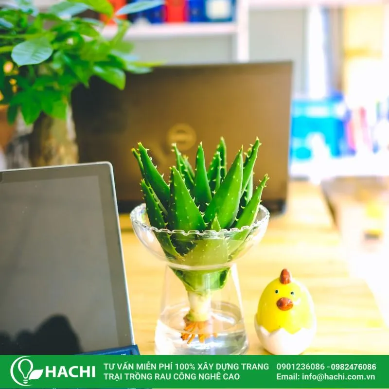 Nha đam thủy canh là loại cây dễ trồng và dễ chăm sóc