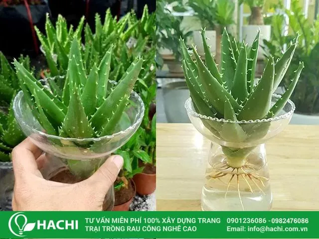 Trồng cây nha đam con đã rửa sạch rễ vào bình thủy tinh