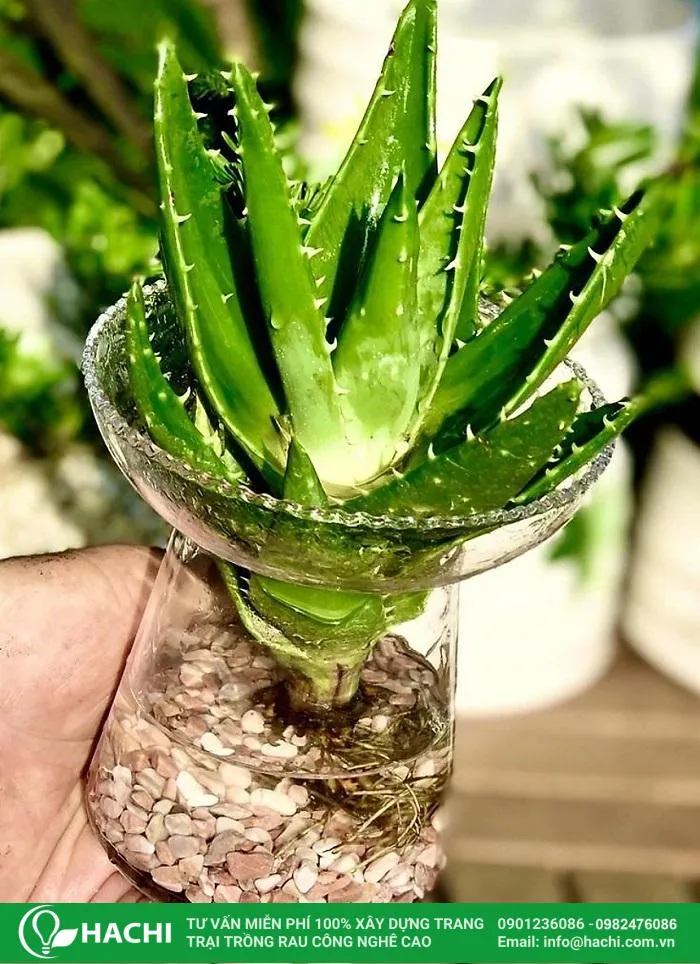 Chuẩn bị dụng cụ: bình thủy tinh, nước sạch, dinh dưỡng thủy canh