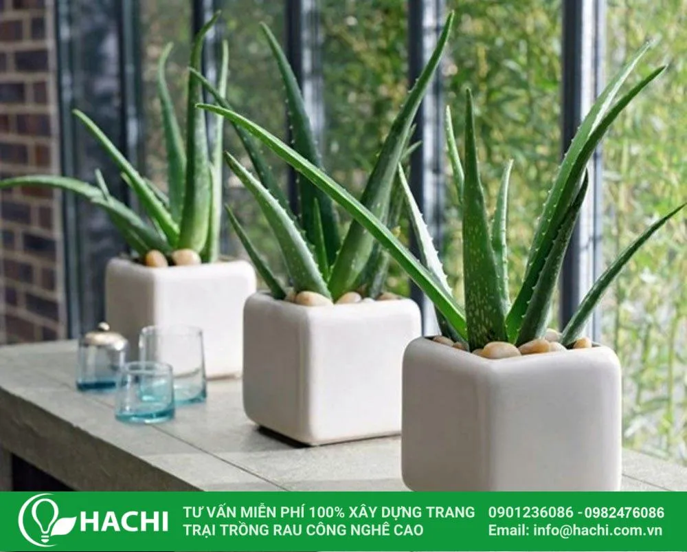 Đặc điểm hình thái cây nha đam thuộc họ thực vật Asphodelaceae