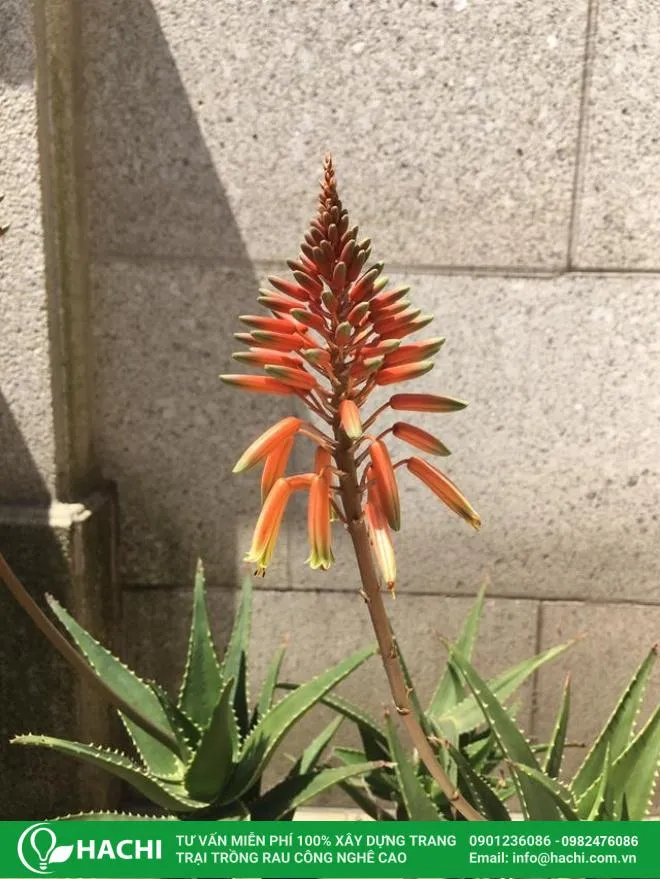 Hoa nha đam có màu vàng hoặc đỏ