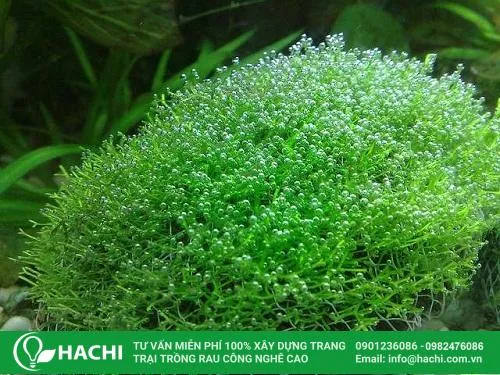 Cách cố định rêu thủy sinh trên đá tròn bằng lưới