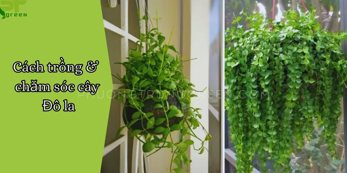 Hướng dẫn chi tiết cách trồng và chăm sóc Cây Đô La tại nhà