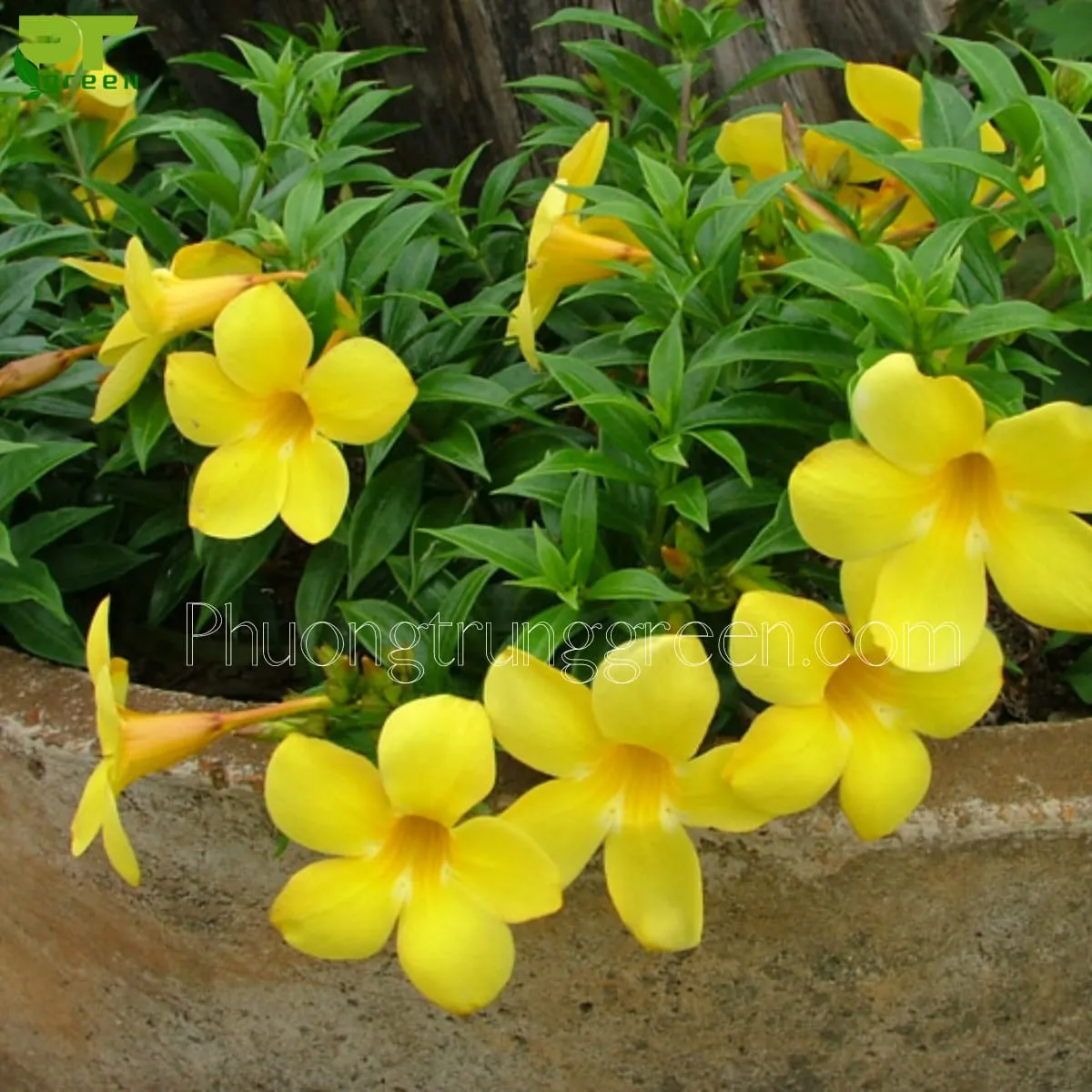 Chăm sóc cây huỳnh đệ