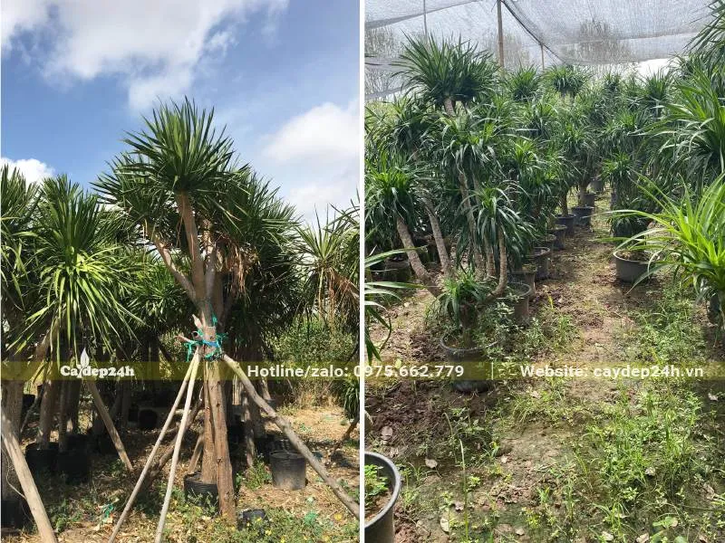 Chăm sóc cây Thần Tài Núi tại vườn ươm có mái che