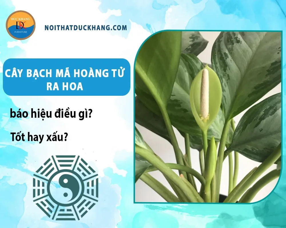 Cây bạch mã hoàng tử ra hoa có độc không
