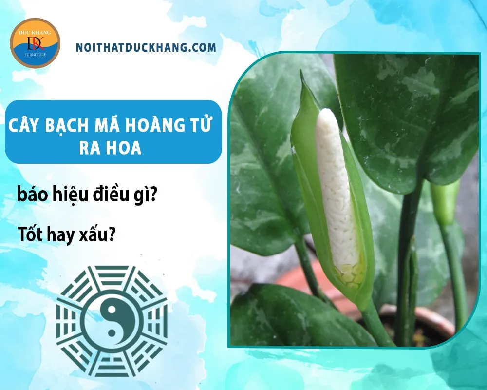 Cây bạch mã hoàng tử ra hoa hợp mệnh Kim và Thủy