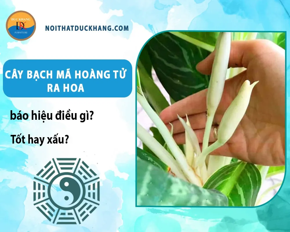 Kỹ thuật chăm sóc để cây bạch mã hoàng tử ra hoa