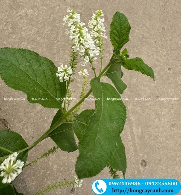 Cây Bạch Trầm Hương