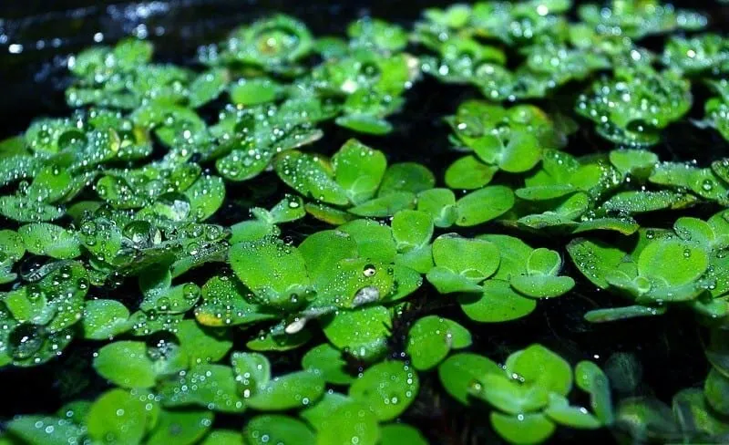 Cây bèo nhật có rễ dài, phát triển nhanh