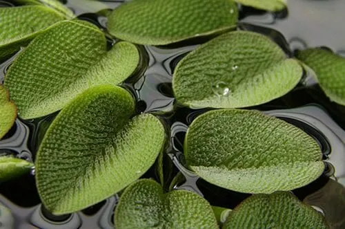 Bèo vảy ốc có lá xếp lớp trông như vảy cá