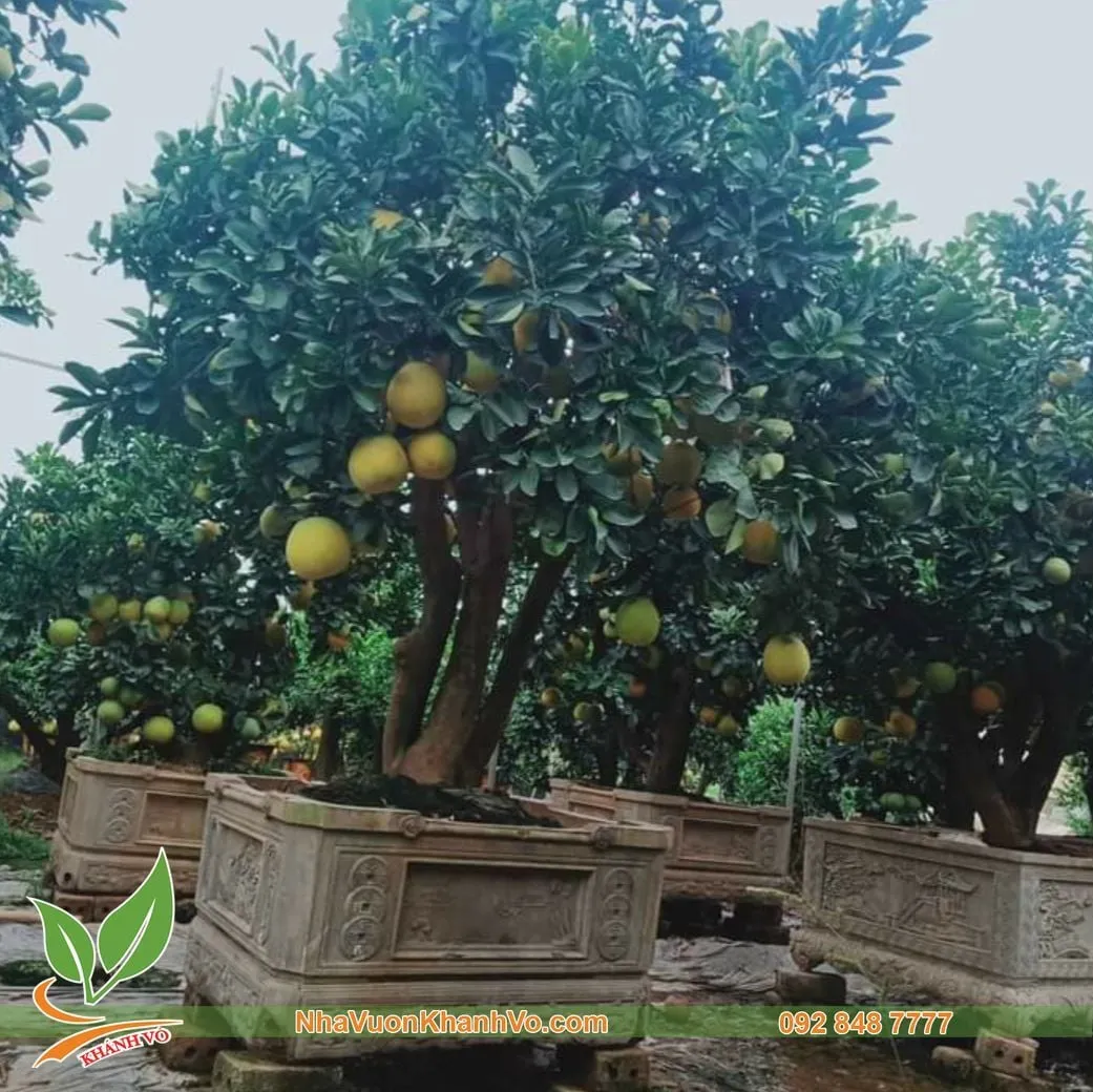 Cây bưởi Diễn lâu năm trái xum xuê chuẩn bị chưng Tết