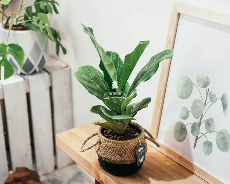 Chậu cây Vạn Lộc với lá xanh đỏ mang ý nghĩa phong thủy tốt lành