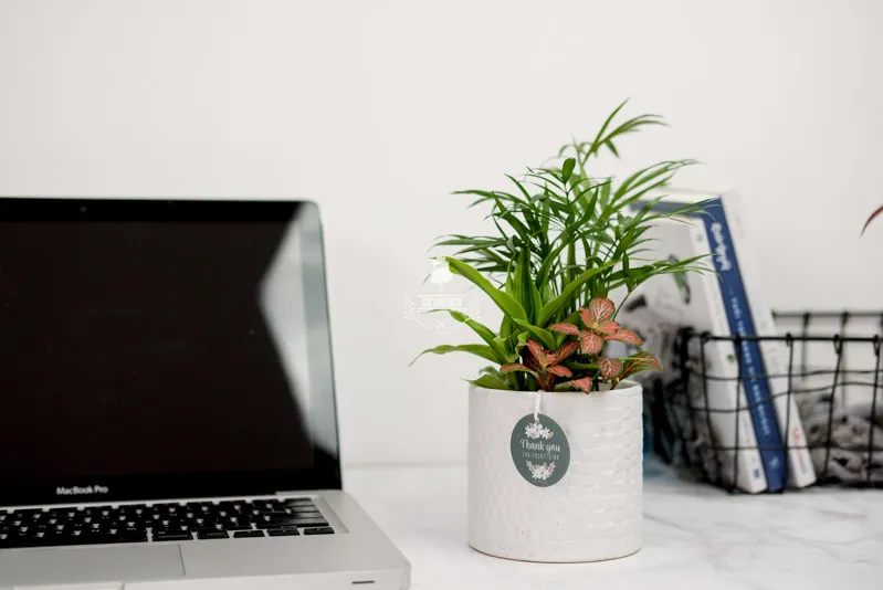 Các loại cây cảnh nội thất nhỏ gọn thích hợp để bàn