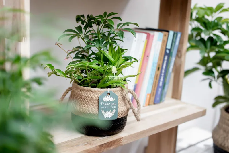 Các loại cây cảnh giúp hấp thụ bức xạ máy tính như Lưỡi Hổ và Lan Ý