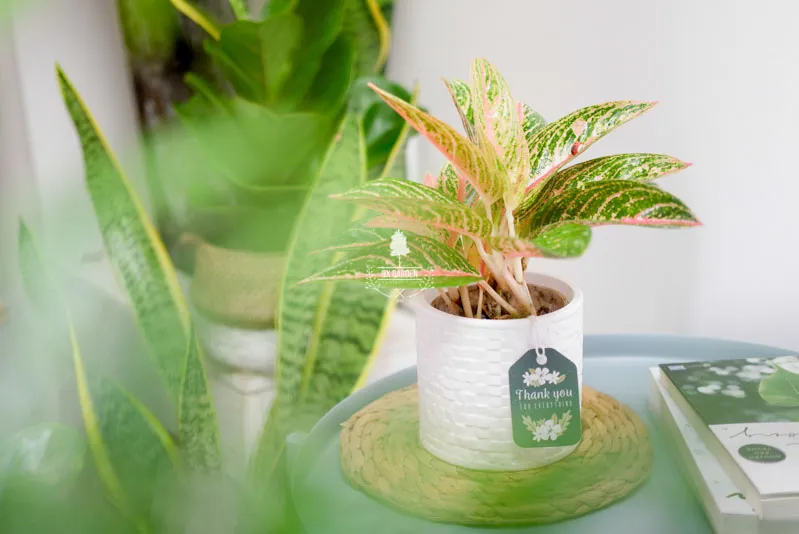 Cây lưỡi hổ mini và sen đá trang trí trên bàn làm việc