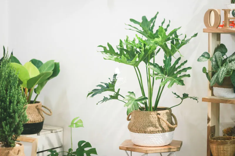 Chậu cây cảnh đặt trên bàn nhận ánh sáng gián tiếp từ cửa sổ