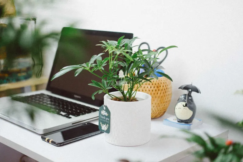 Cây cảnh không khí với nhiều hình dạng độc đáo