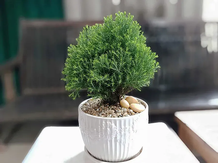 Tùng Bồng Lai được tạo hình bonsai mini