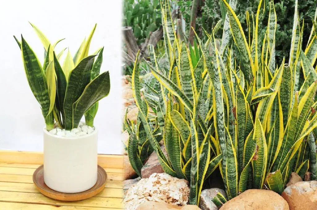 Cây Lưỡi Hổ nổi tiếng với khả năng thanh lọc không khí hiệu quả