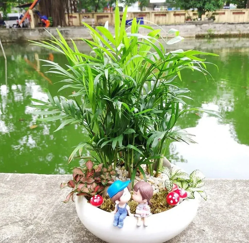 Cau Tiểu Trâm là loại cây lá nhỏ phổ biến trong các tiểu cảnh