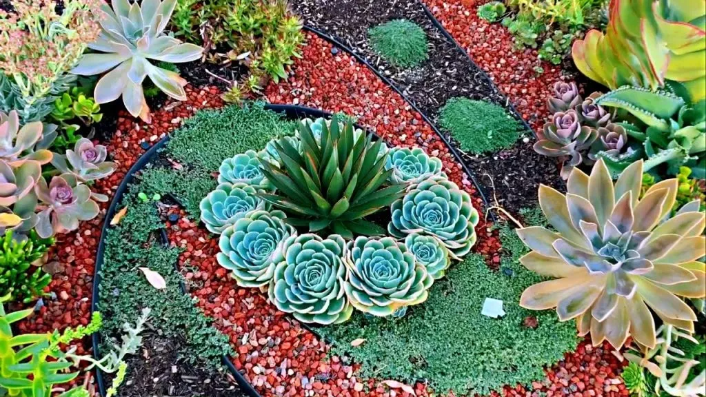 Cây Sen Đá Đất dễ chăm sóc, cần ít nước