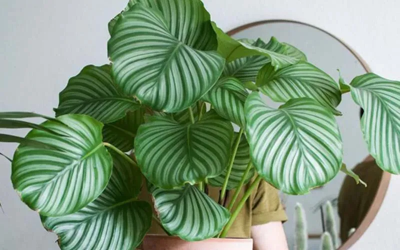 Cây Đuôi Công với lá xòe rủ mềm mại, tạo sự thanh thoát