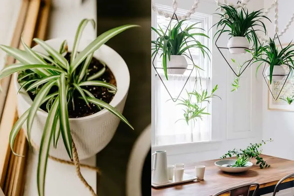 Cây Dây Nhện có lá mọng nước, tán lá rủ xuống đẹp mắt