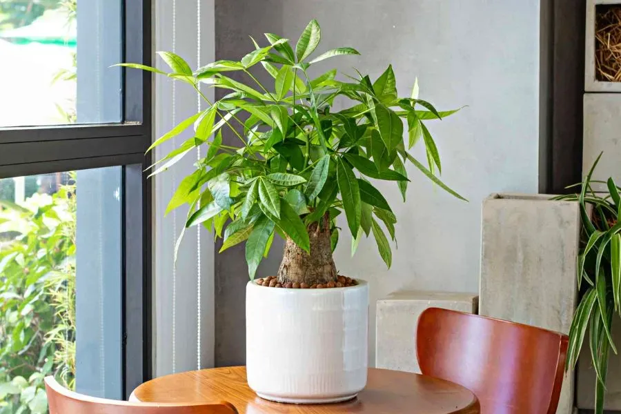 Cây Kim Ngân là biểu tượng cho sự đủ đầy, dư dả