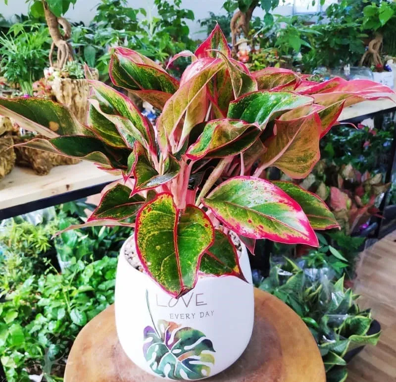 Lá cây Phú Quý có màu đỏ đẹp mắt, tượng trưng cho may mắn