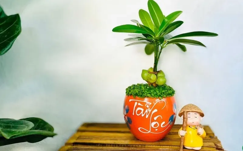 Cây May Mắn được yêu thích vì vẻ ngoài đẹp mắt và ý nghĩa tốt lành