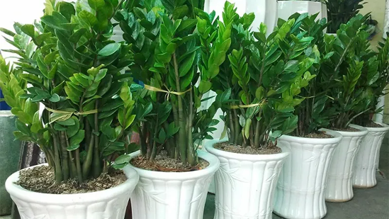 Cây Kim Tiền được các gia chủ làm nghề buôn bán, kinh doanh yêu thích